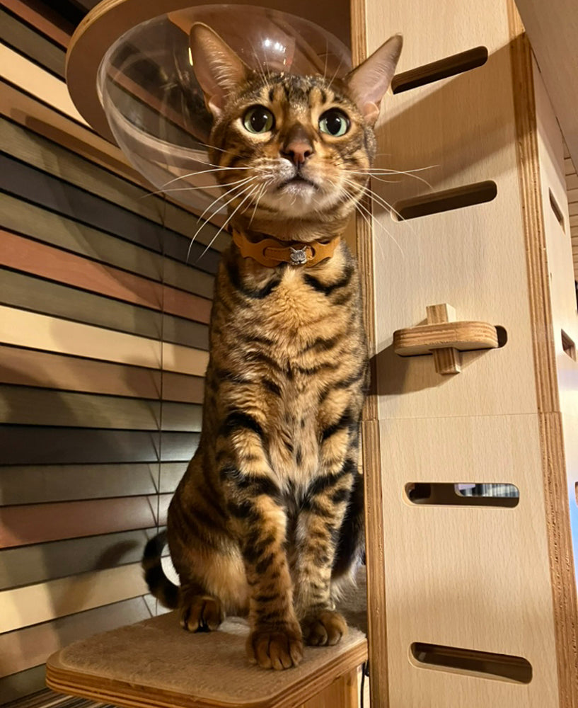 【予約】レザーリング猫首輪 キャメル