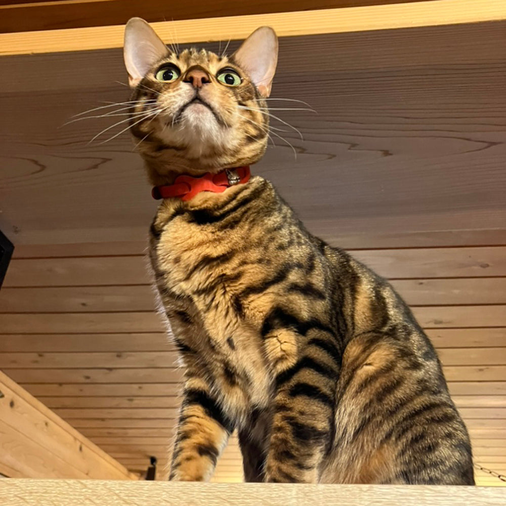 【予約】レザーリング猫首輪 赤