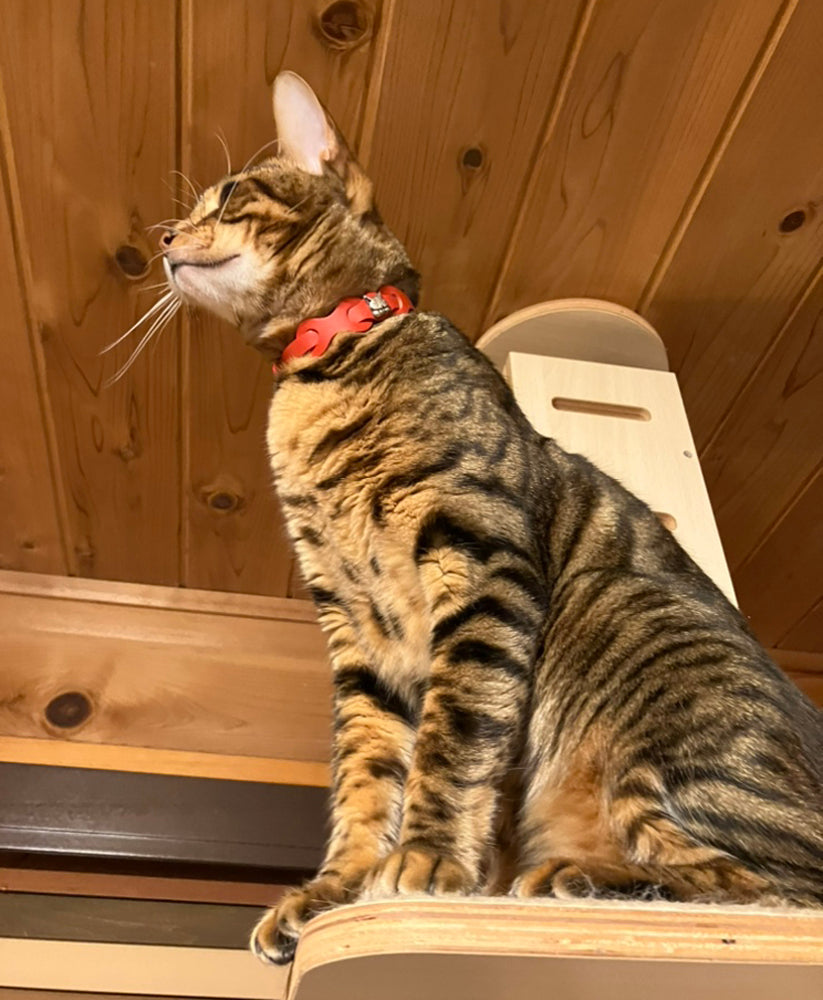 【予約】レザーリング猫首輪 赤